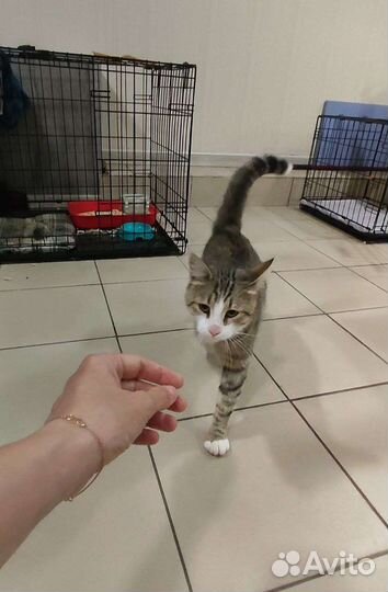 Котик в добрые руки