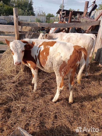 Телята бычки