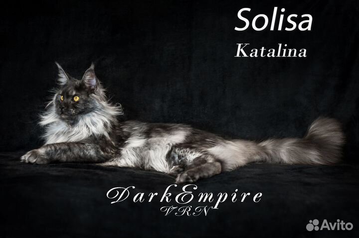 Котята мейн-кун черный