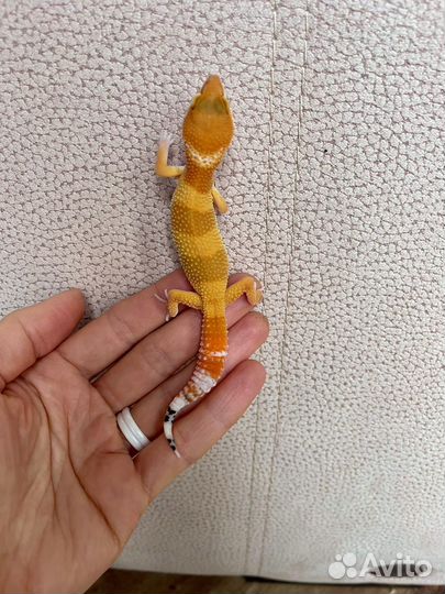 Эублефар геккон ящерица