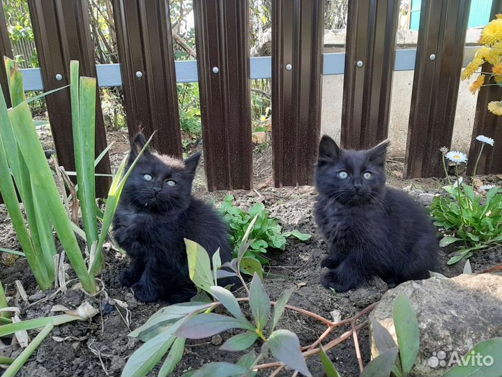 Котята отдам в добрые руки бесплатно