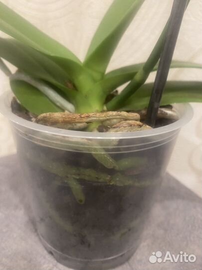 Орхидея фаленопсис сортовая