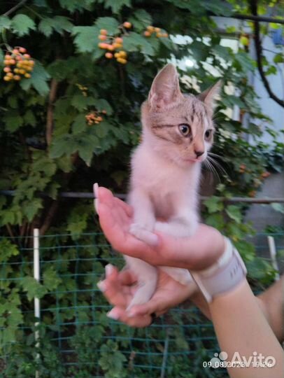 Котики бесплатно в добрые руки