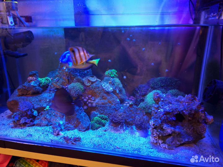 Морской аквариум 130 литров и 280 литров