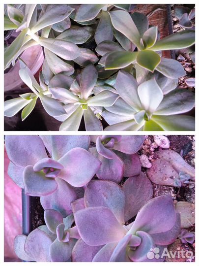 Суккуленты (граптоверии, пахиверии)