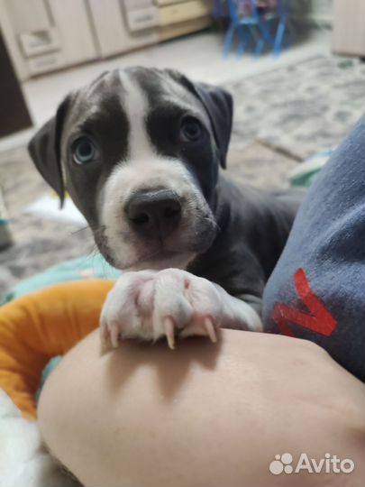 Щенок Амстафф