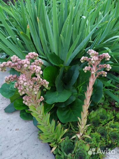 Молодило каменная роза