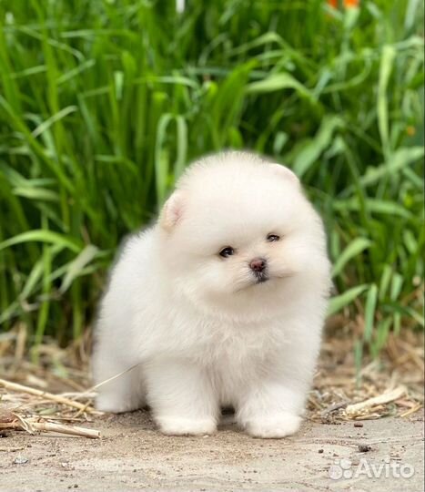 Померанский шпиц девочка