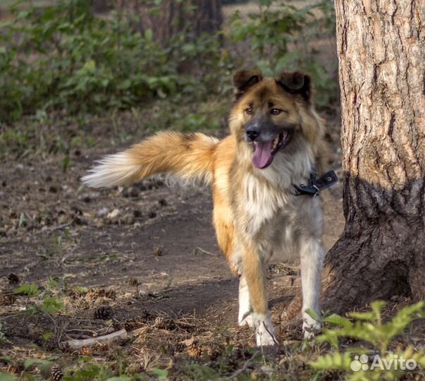 Песик с 3 лапами ищет дом