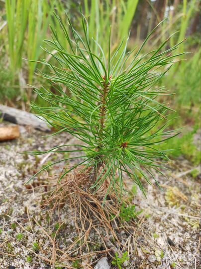 Бэйби сосенки (саженцы сосны обыкновенной)