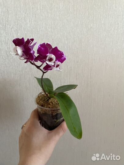 Орхидея фаленопсис