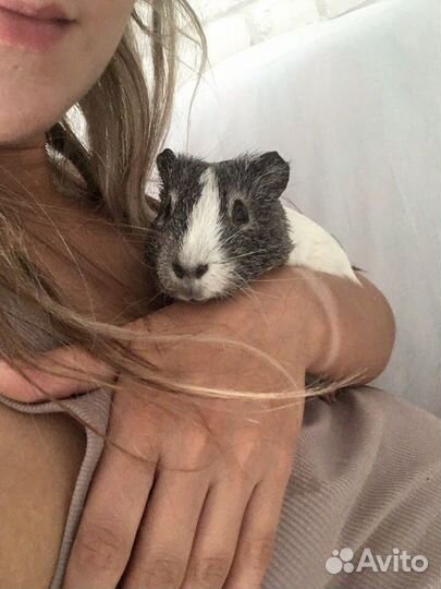 Передержка грызунов