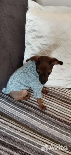 Свитер для маленьких собак