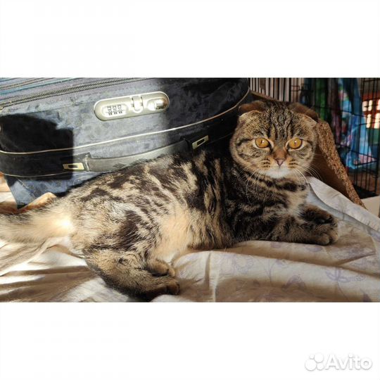 Кошка Сабрина