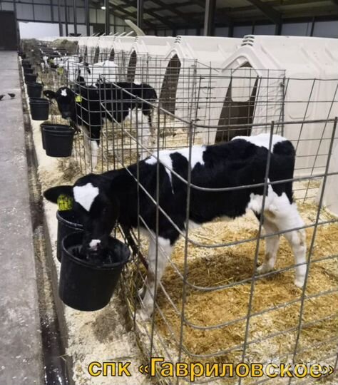 Телята. Бычки