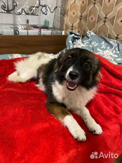 Собака в добрые руки