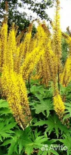 Многолетние растения