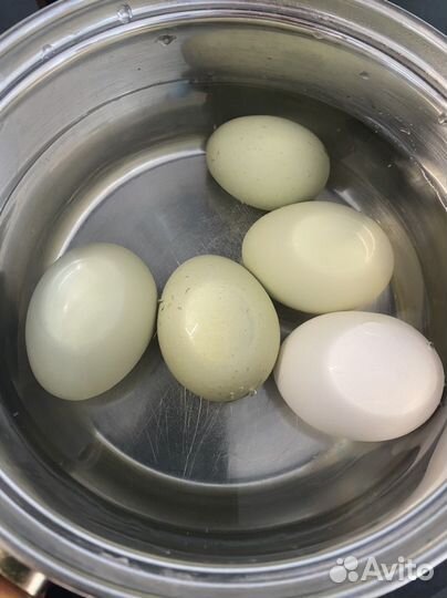 Яйца на инкубацию черных кур Ухейилюй