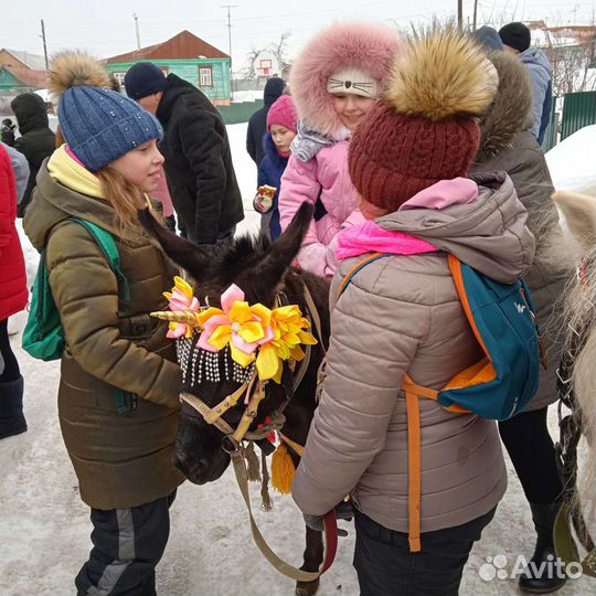 Пони и ослики на праздник