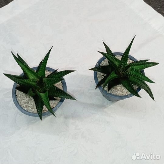 Хавортия Лимолистная