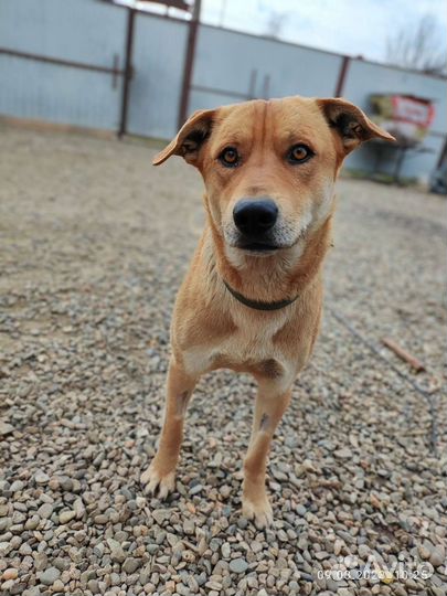 Кобель в добрые руки