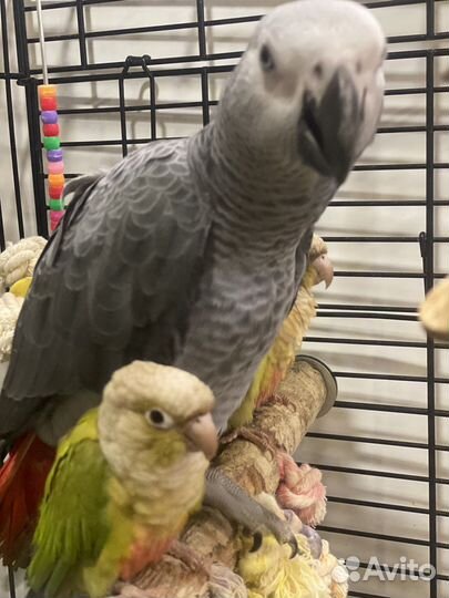 Ручные попугаи для фотосесии