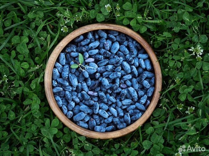 Жимолость ягода опт свежая крупная вкусная