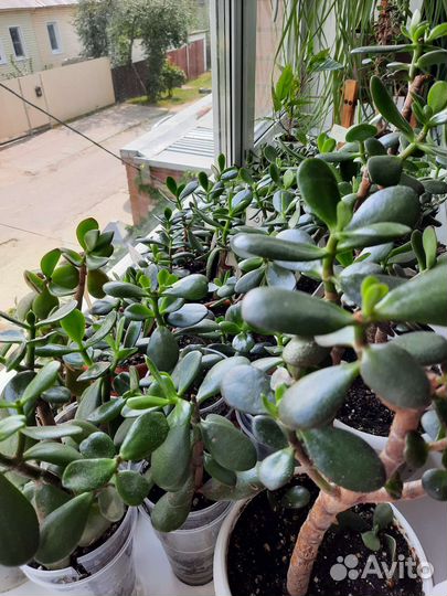 Крассула толстянка денежное