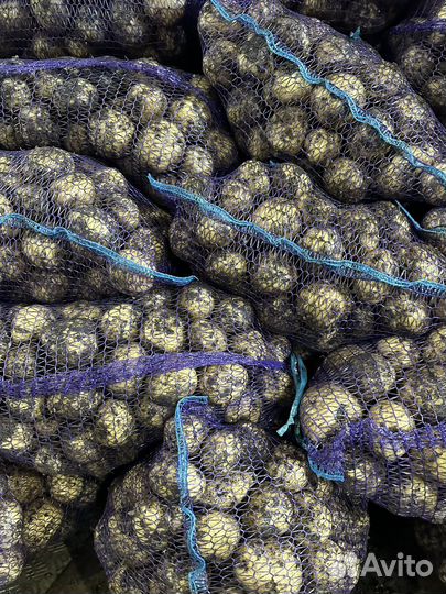 Картофель молодой, лук, морковь,свекла,капуста