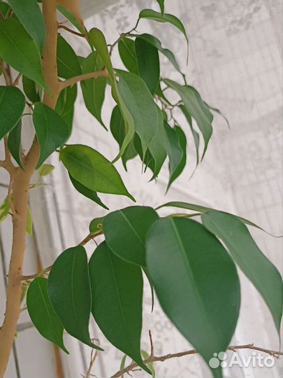 Фикус бенджамина пестролистный