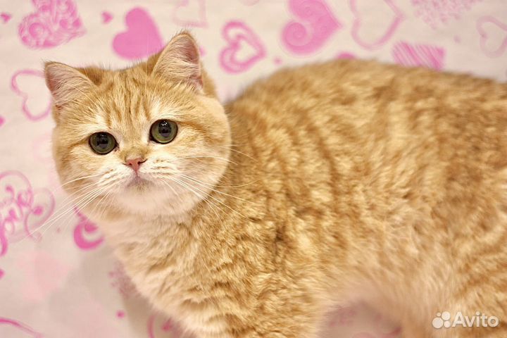 Британская золотая шиншилла кошка