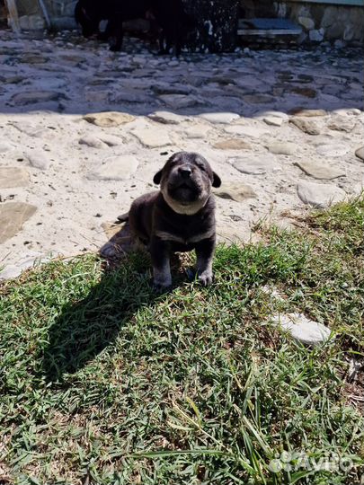 Метис лабрадора