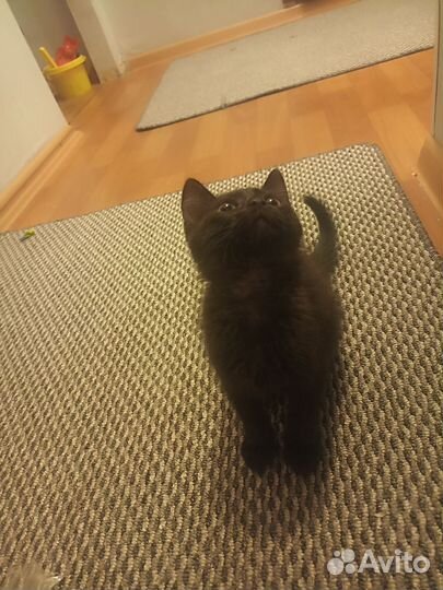 Черный котенок в добрые руки