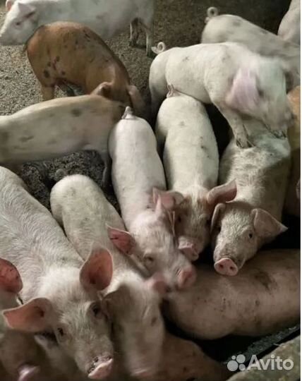 Домашняя свинина.Мясо из деревни.Убой и доставка в
