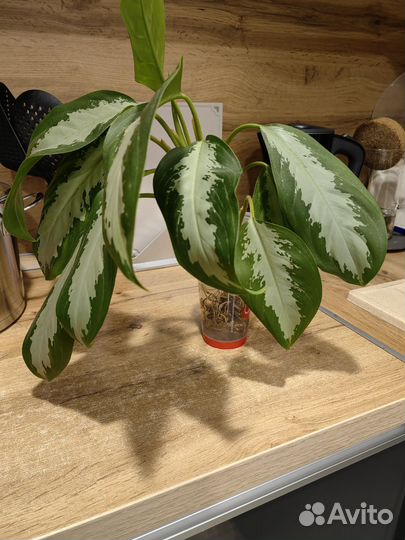 Аглаонема сильвер бей