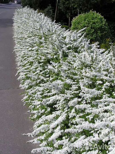 Спирея графшайм