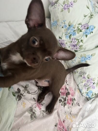 Чихуахуа mini мальчик