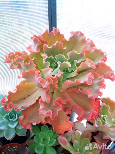 Эхеверия суккуленты