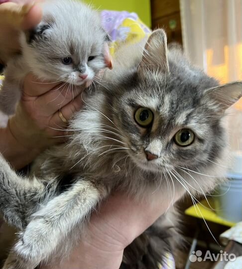 Сибирская кошка