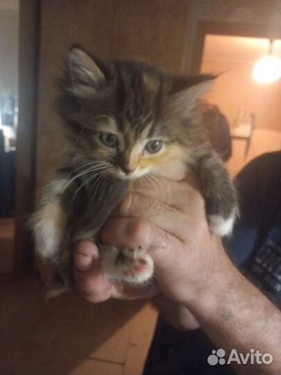 Отдам в добрые руки котят