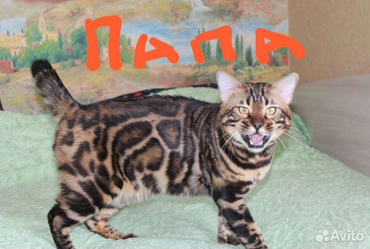 Бенгальская кошечка