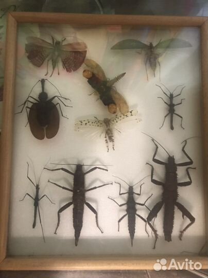 Жуки, бабочки в рамке