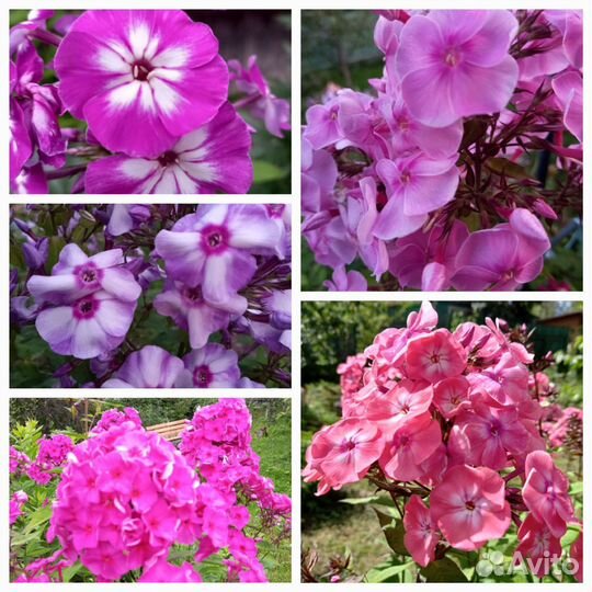 Многолетники, цветущие в июле