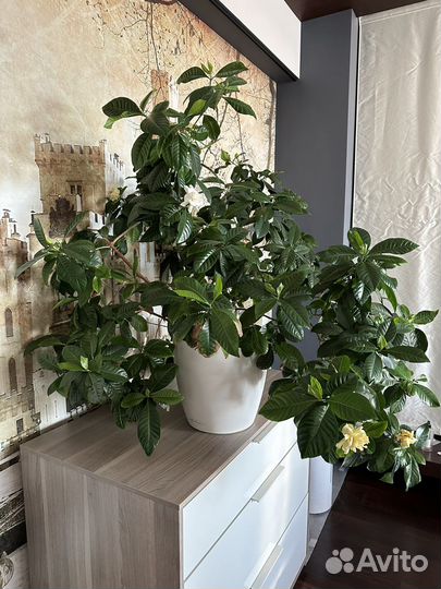 Гардения жасминовидная в кашпо с автополивом