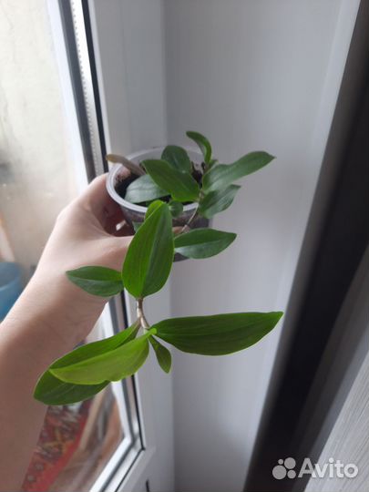 Традесканция