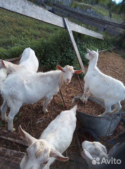 Чистокровный зааненские козлята