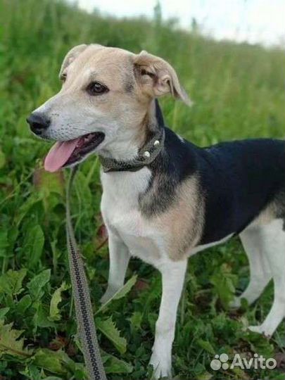 Славная Ладушка ищет дом в добрые руки