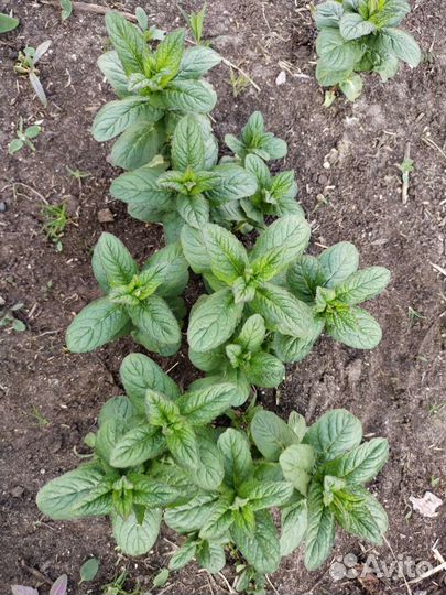 Мята перечная и садовая