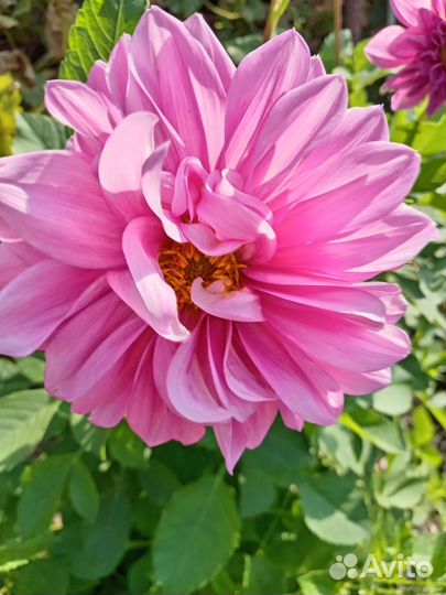 Георгины клубни