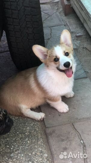 Вельш корги пемброк